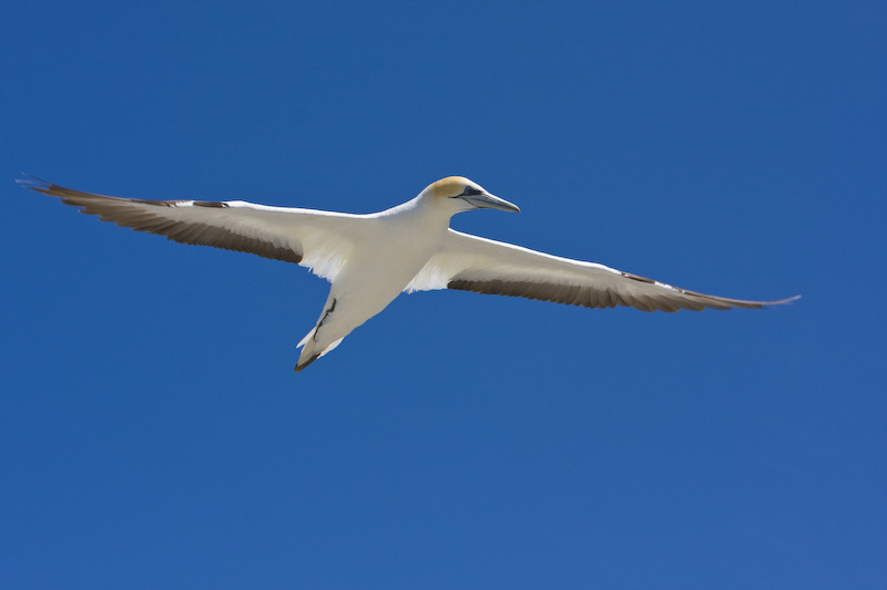 Australasian Gannet In Flight